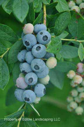 Blueberry Powderblue fruit